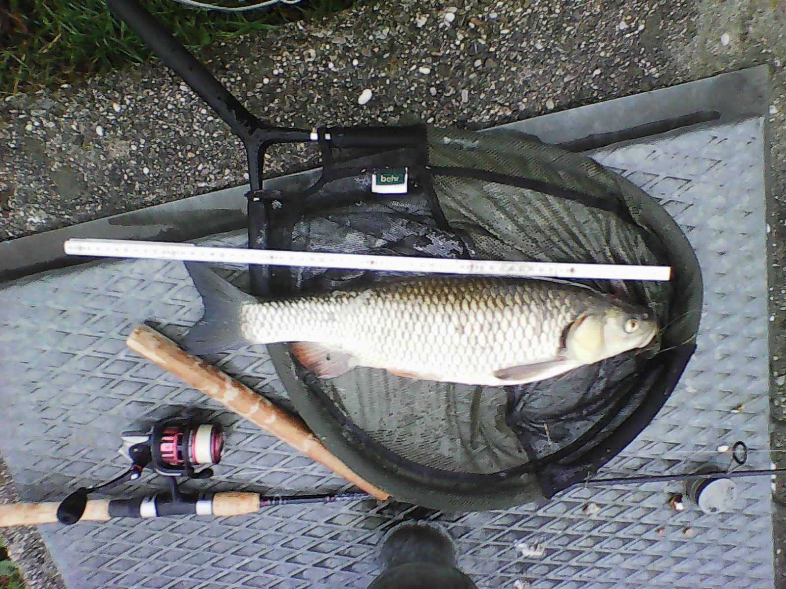 Der Aitel – ein schwerst unterschätzter Fisch – Fischereirevier Grosse