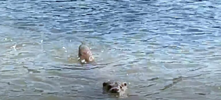 Videobeweis: Otter im Revier bestätigt